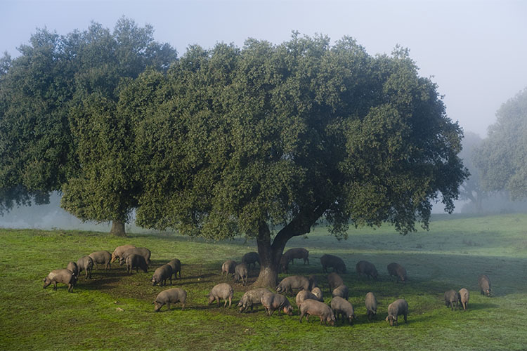 montanera de cerdos en Extremadura