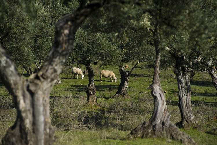 HCN ruta aceite olivar