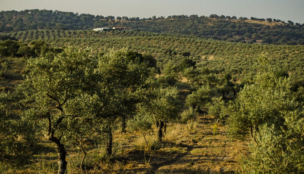 Trae tus olivas a nuestra almazara y llévate tu aceite