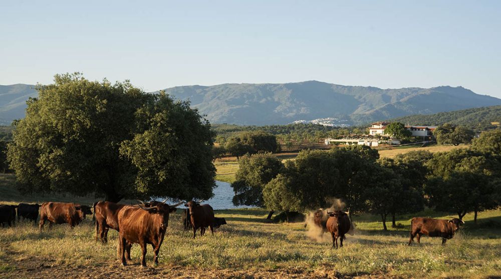Escapada de verano: 48 horas en la dehesa