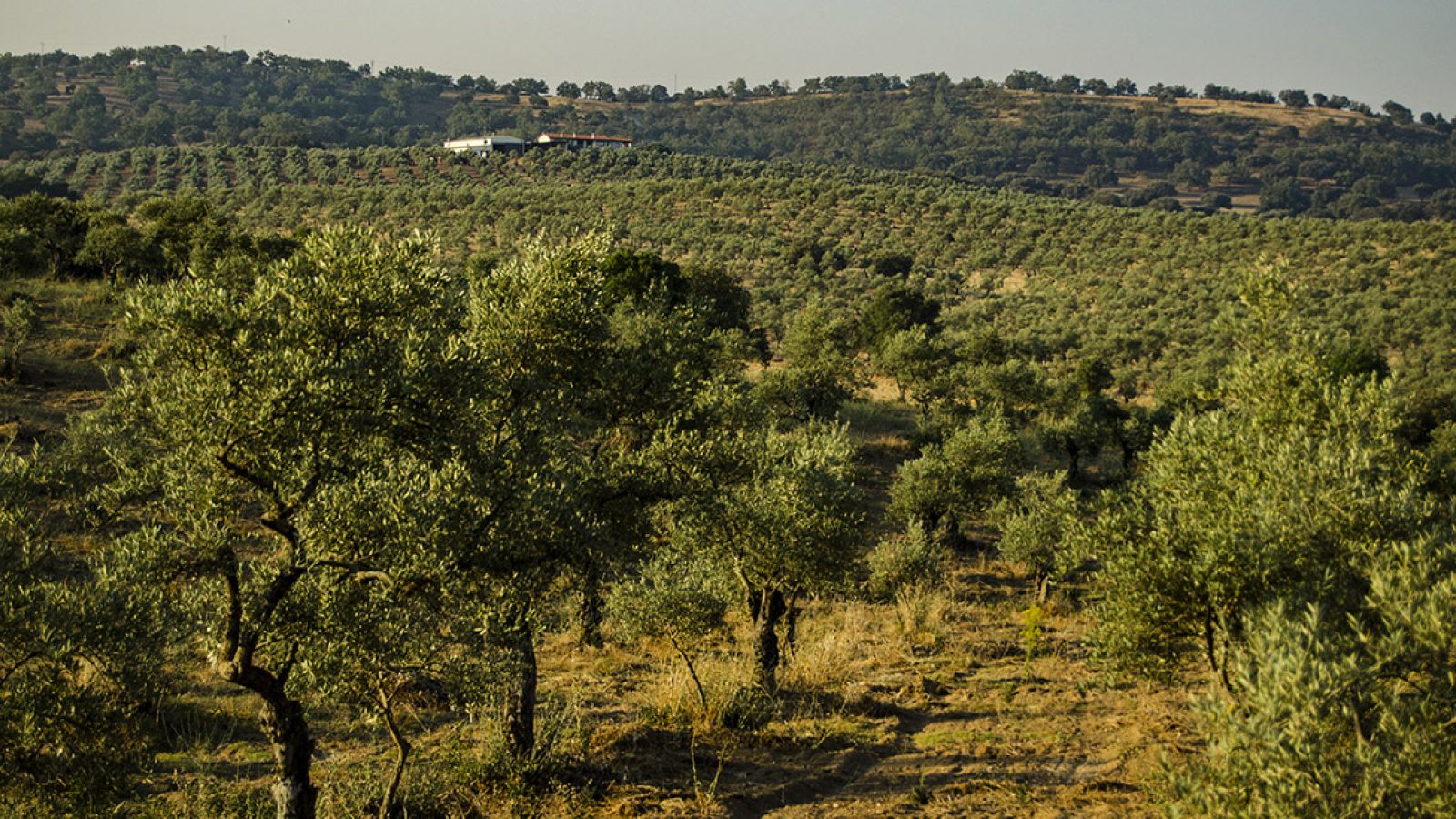 La ruta del aceite de Sierra de Gata