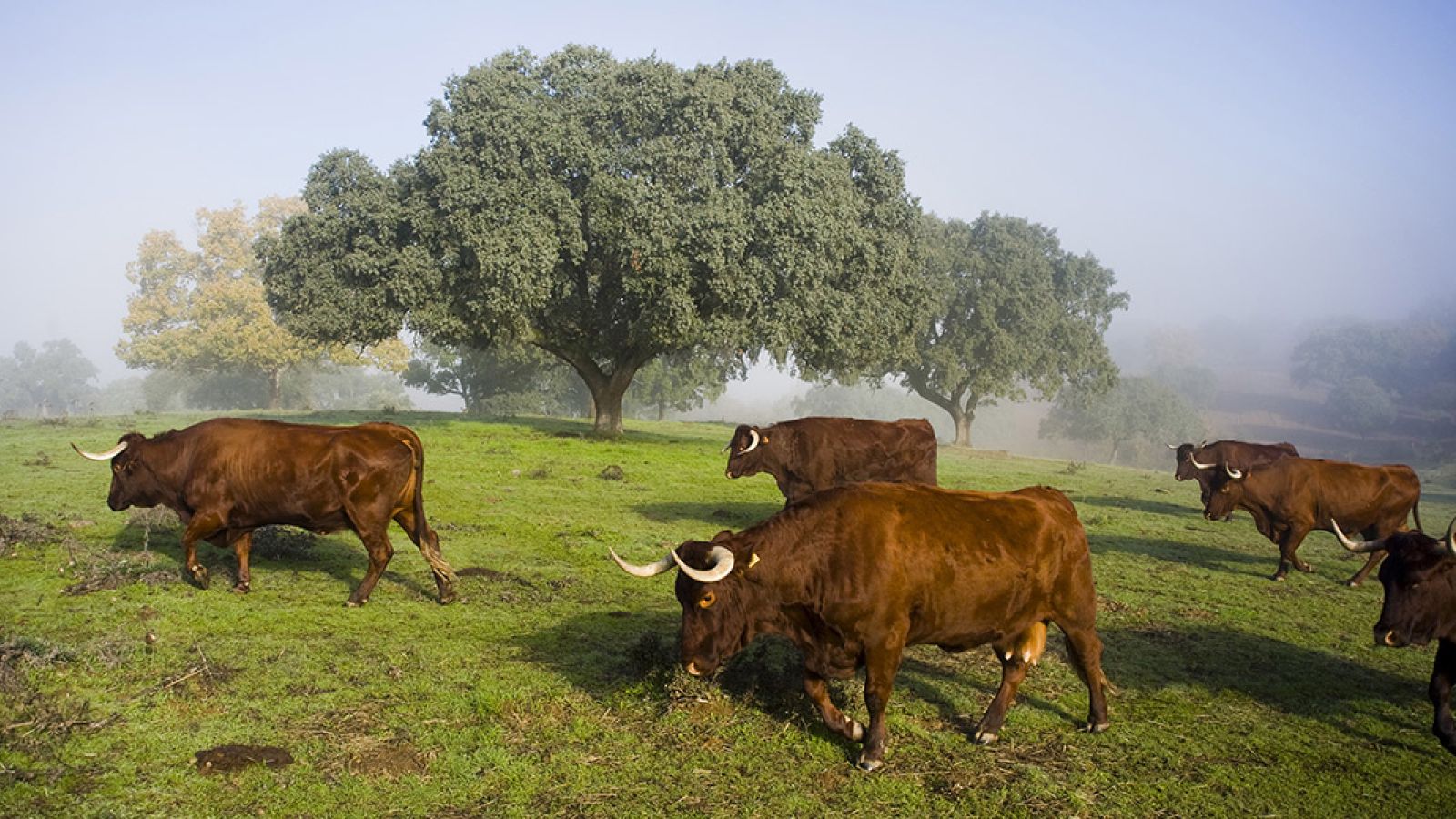 La dehesa, un paisaje único en el mundo