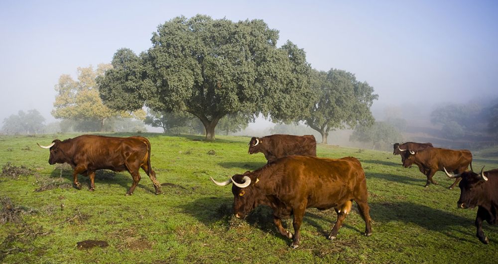 La dehesa, un paisaje único en el mundo