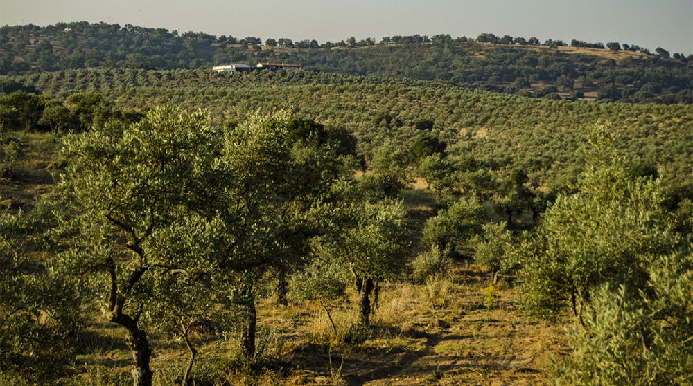 La ruta del aceite de Sierra de Gata