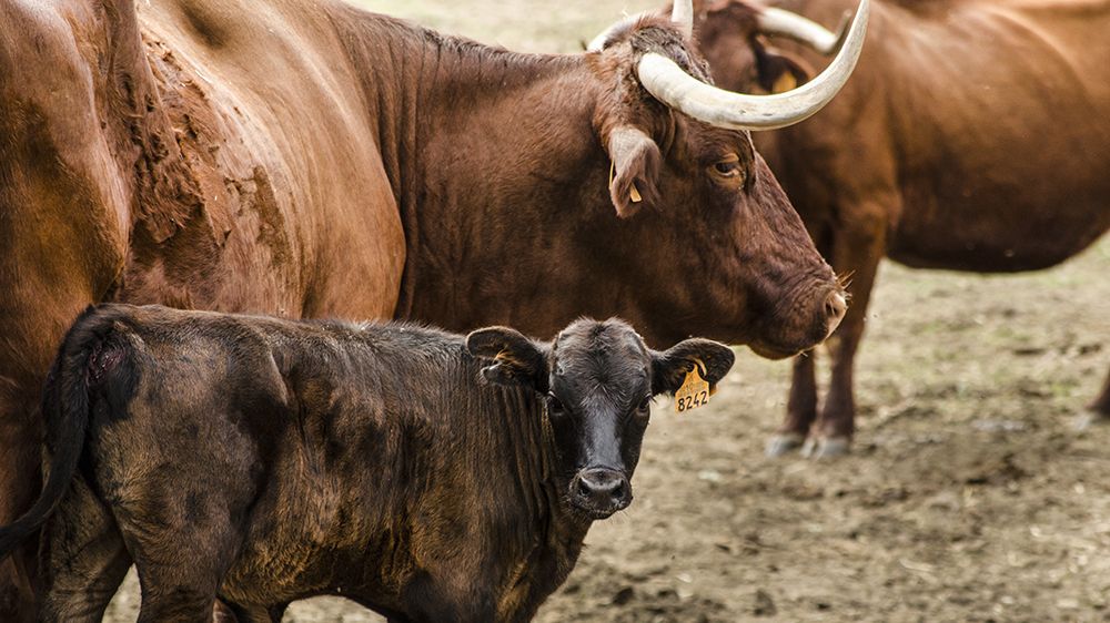 Qué es la carne de Retwagyu y dónde puedes comerla